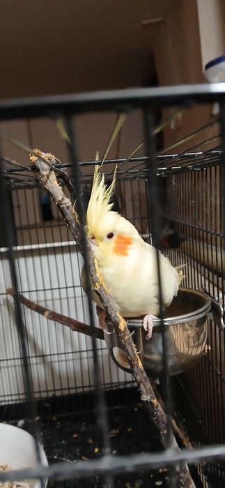 Корелла попугай парочка.