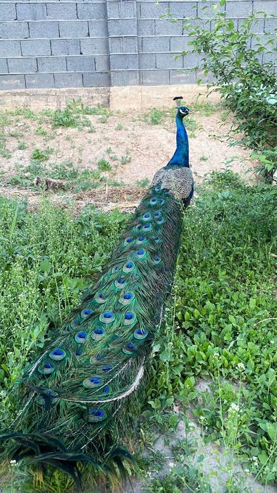 Индийский павлины .