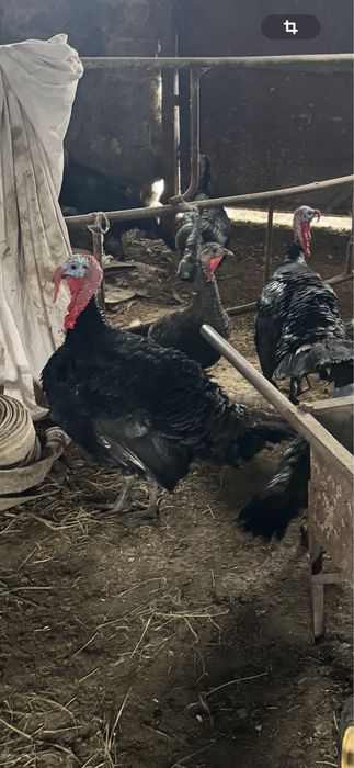 Продам индюков, самцы