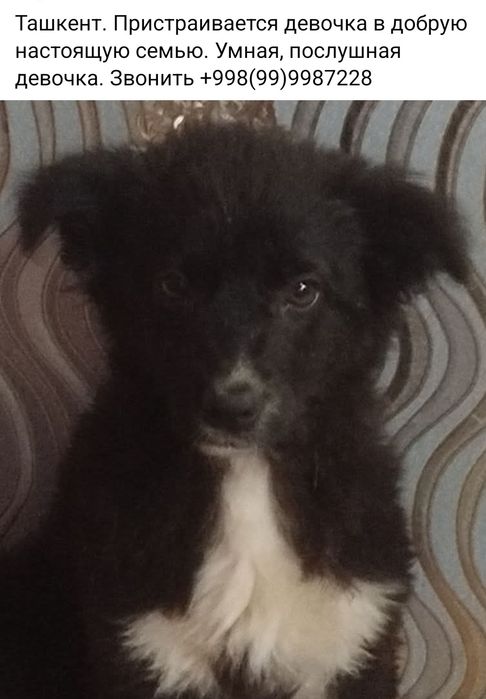 Ищут семью. Кошки, собаки.