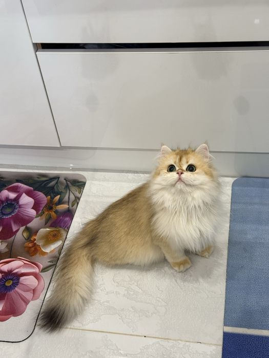 На продаже золотая шиншилла девочка