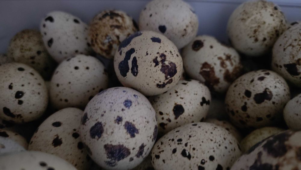 Перепелиное мясо