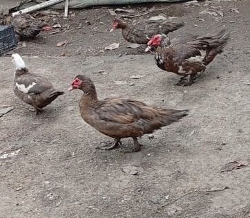 Продам индоуток 11 штук