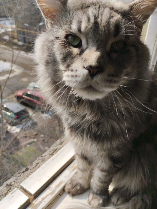 Вязка кота. Мейнкун