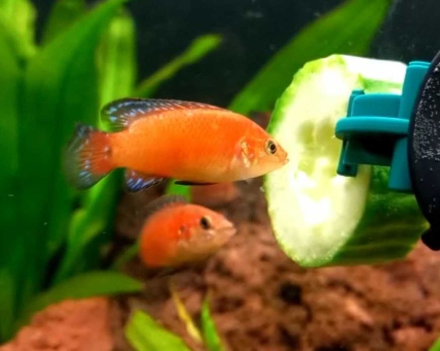 Цихиды Африки.Pelmatochromis excul