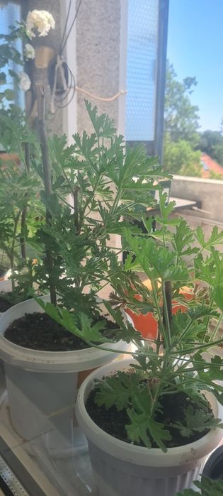 Индрише, красиво, ароматно!