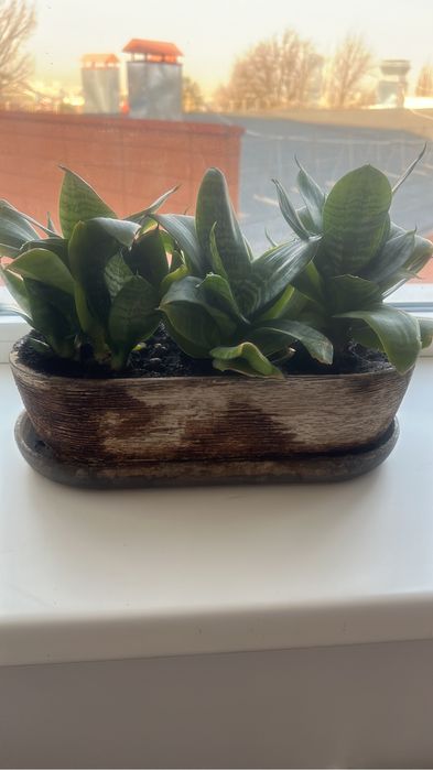 Комнатные цветы