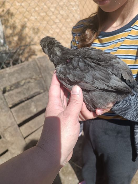 Pui de rasa araucana și ameraucana