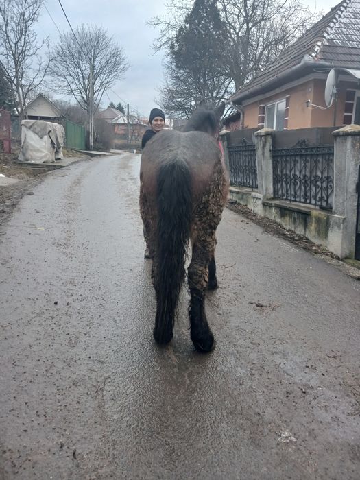 Mânz de doi ani  blând