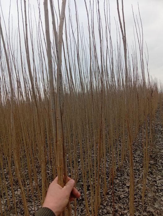 Terak koʻchatlar bor arzon narxlarda  aloqaga chiqarasilar kimga kere