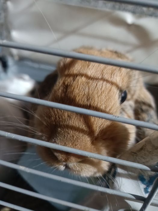 қуйонларни сотаман