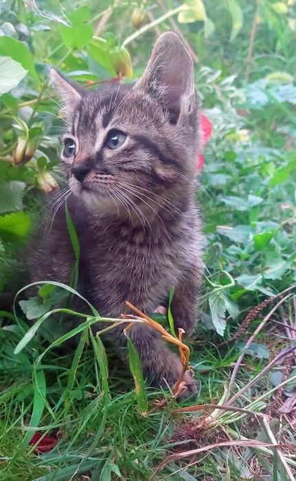 Котята ищут хозяина