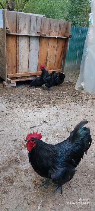 Vand familie australorp