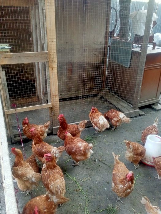 Продам курей только оптом