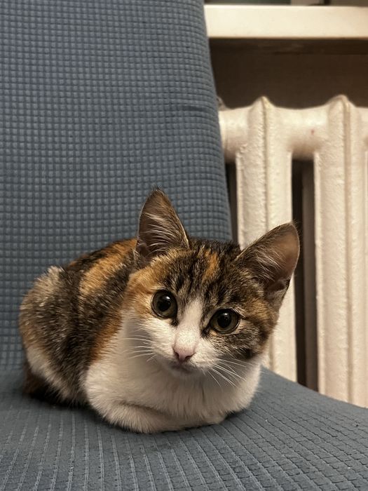 карликовый котенок