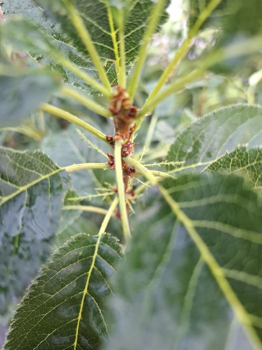 Японска вишна amonagawa