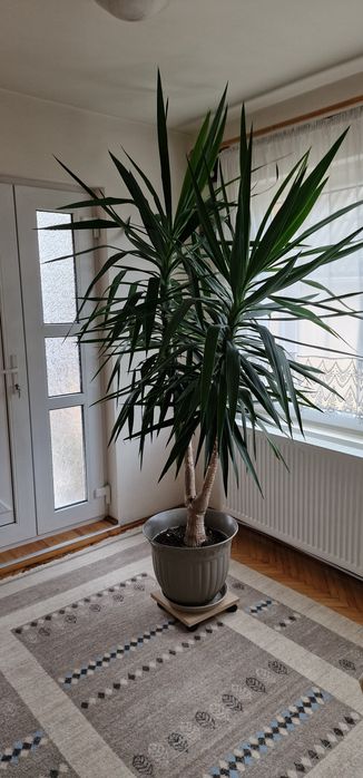 Planta de interior 2,5 m