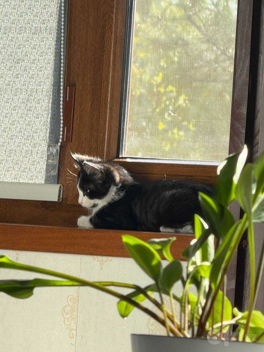 Отдам котенка даром
