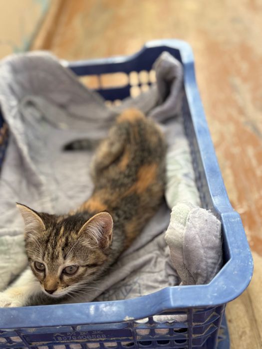 Котята в добрые руки. Ташкент