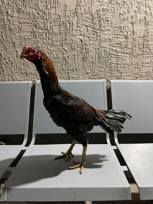 Бойтсовые даканы петушок