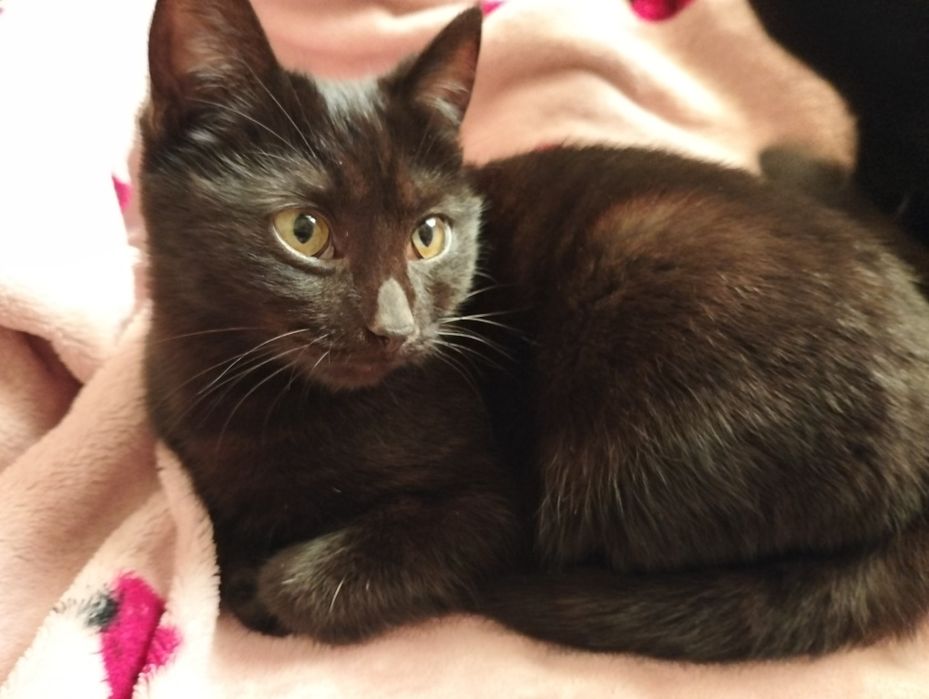 Отдам котят, бесплатно