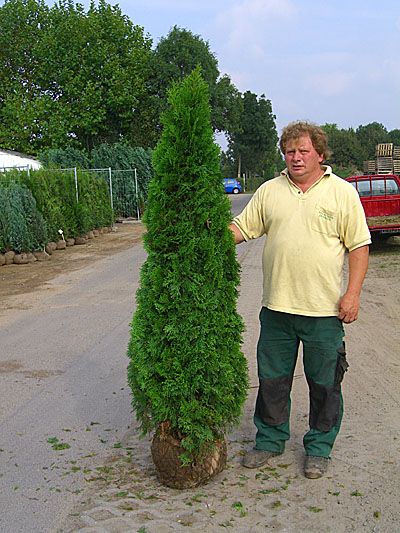 Tuia 1.8 - 2m / vand thuja smarald. Pepiniera de plante ornamentale