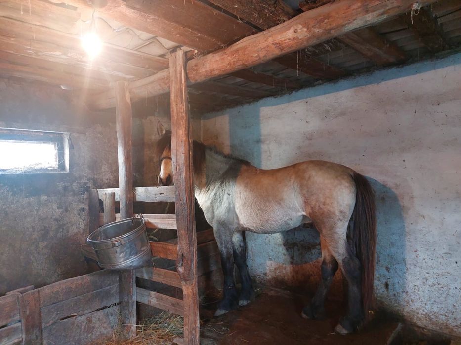 Айғыр (Жеребец )