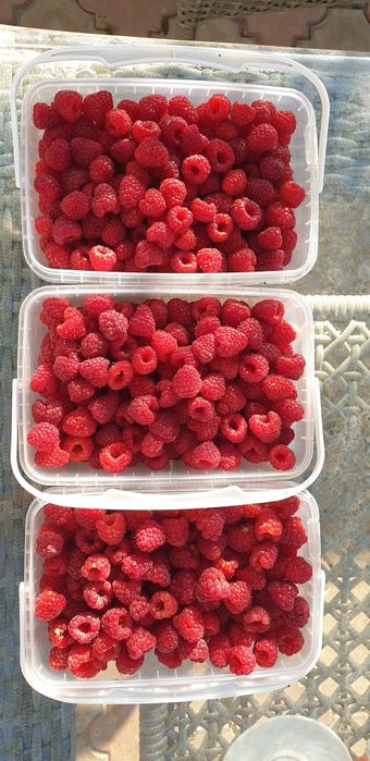 Продам свежие ягоды. Есть доставка