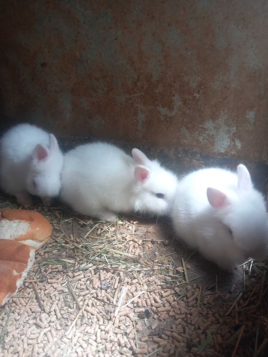 Iepurași pitici cap de leu rasă pură
