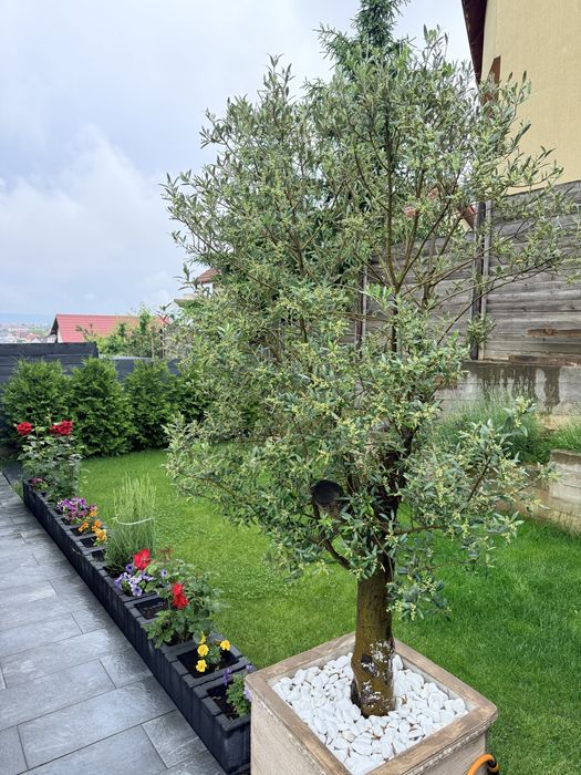 Maslin , 15 ani