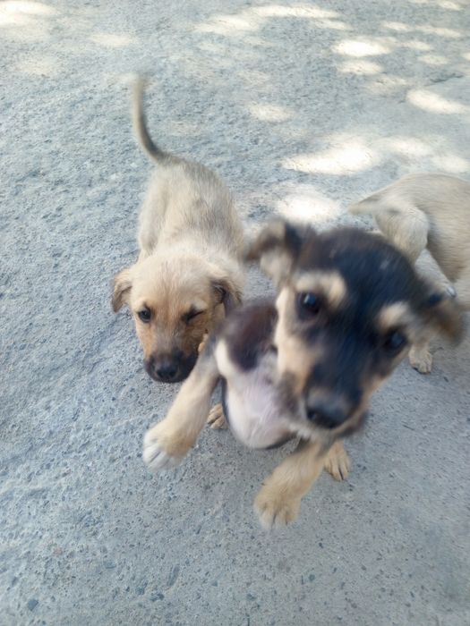 Отдам щенят в добрые руки
