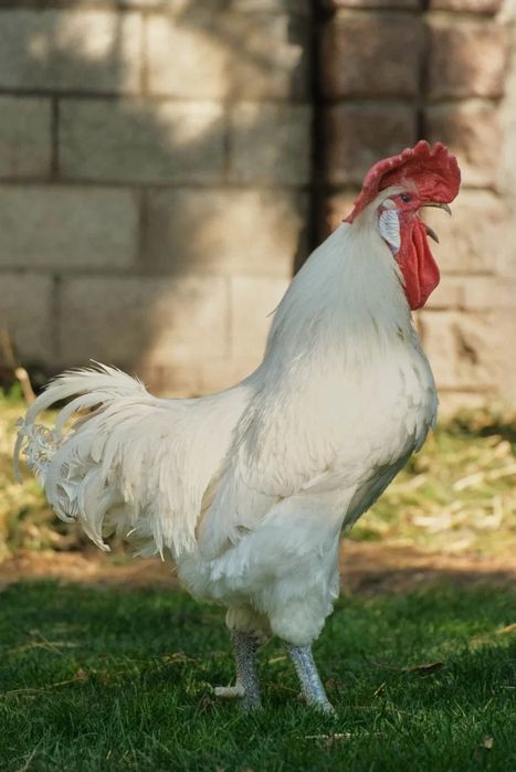 Продам курей Бресс гальская