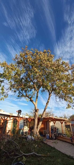 кастрим и оформяме дървете, режем опасни дървета арборист