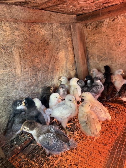 Үй тауықтарының балапандары.