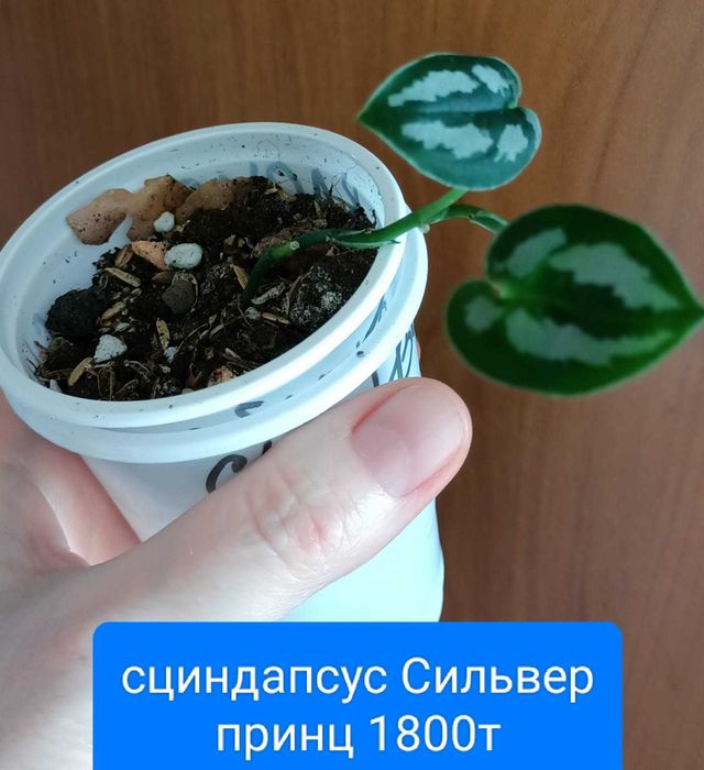 Продам вот такую красоту