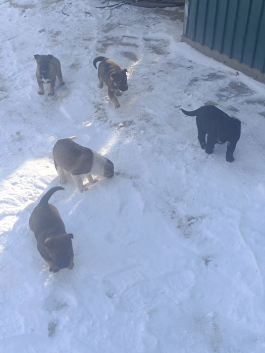 Отдам в хорошие руки!!!