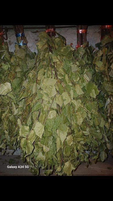 Березовые веники