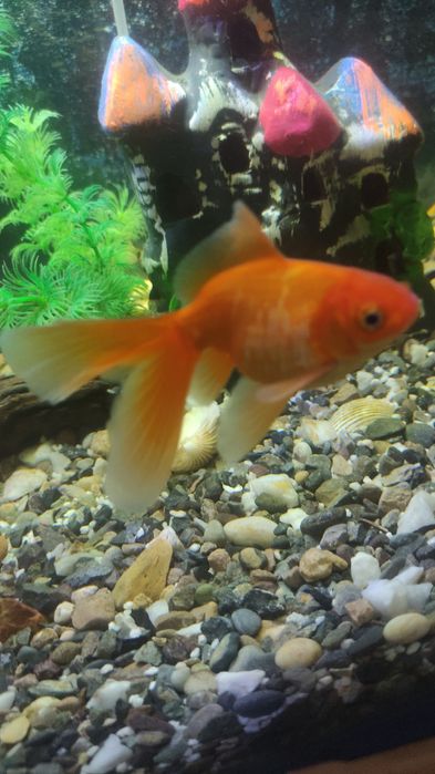 Рыбки аквариумный