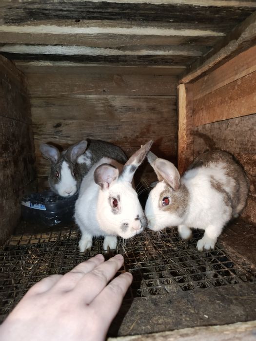 Продам кроликов х