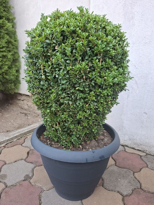 Vand 2 Buxusi   ornamentali  la ghiveci mare