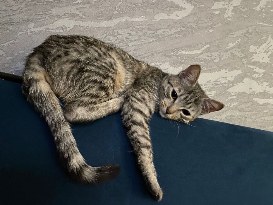 Отдадим кошечку в добрые руки