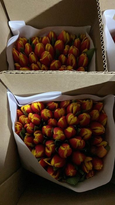Премиальные тюльпаны