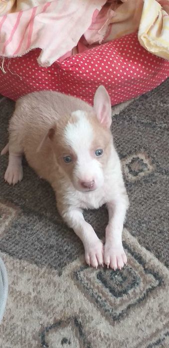Отдаём щенка небольшой комнатной собачки(маленькая, 1,5 месяца)