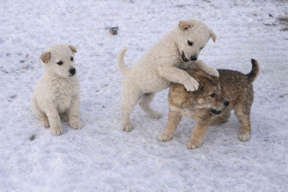Отдам щенков в хорошие руки