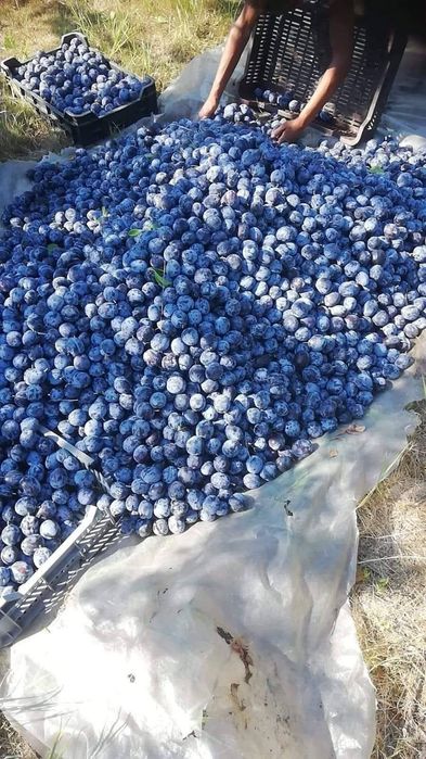 Prune Țuică / Pălincă