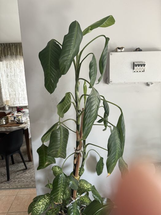 Ростки цветов разные