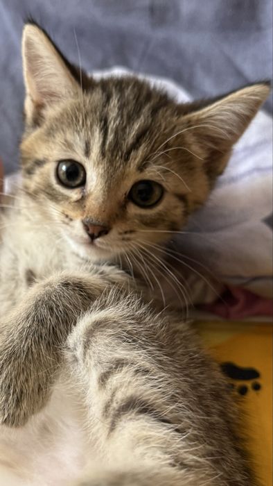 Отдам котят в хорошие и добрые руки !