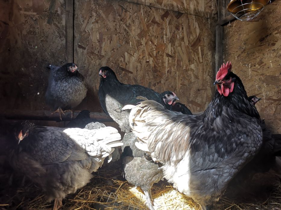Oua de incubat din gaini de rasa Australorp