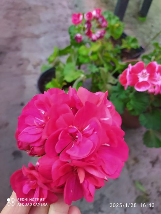 Домашние цветы герани