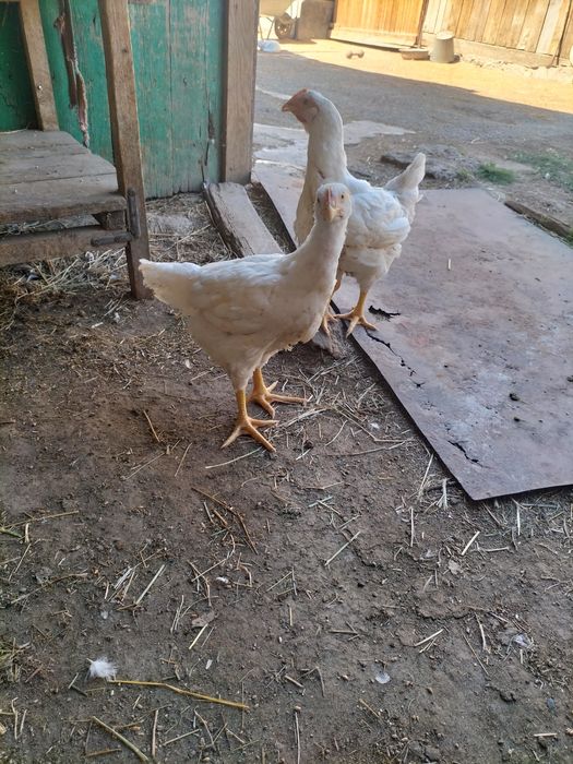 Продам цыплят домашних суточных, несушки.